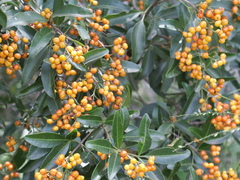 Dinosperma erythrococcum