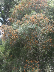 Dinosperma erythrococcum