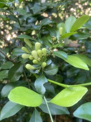 Murraya paniculata