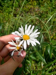 Leucanthemum × superbum