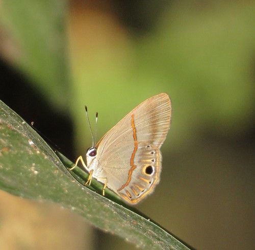 Euselasia euoras