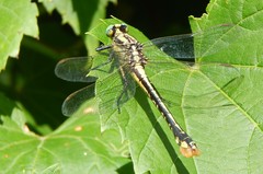Gomphurus ventricosus