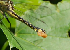 Gomphurus ventricosus