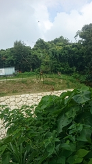 Nephila pilipes