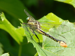 Gomphurus ventricosus