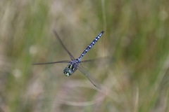 Aeshna canadensis