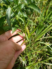 Leucanthemum × superbum