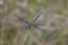 Aeshna canadensis