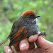 Azara's Spinetail - Photo (c) Fabrice Schmitt, some rights reserved (CC BY)