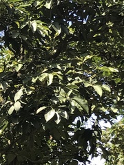 Heptapleurum heptaphyllum