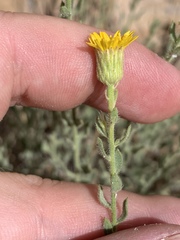 Heterotheca cinerascens