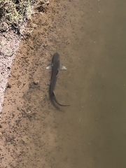 Mustelus