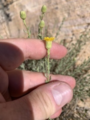 Heterotheca cinerascens