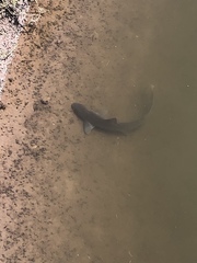 Mustelus