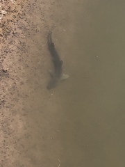 Mustelus