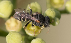 Oxybelus emarginatus