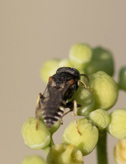 Oxybelus emarginatus