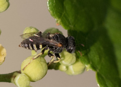 Oxybelus emarginatus