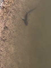 Mustelus