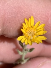 Heterotheca cinerascens