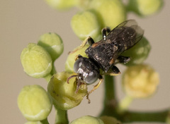 Oxybelus emarginatus