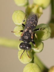 Oxybelus emarginatus