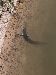 Mustelus