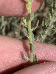 Heterotheca cinerascens