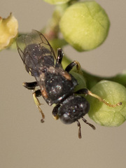 Oxybelus emarginatus