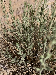 Heterotheca cinerascens