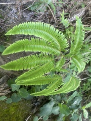 Dicranopteris linearis