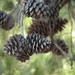 Pinus - Photo (c) alderash, μερικά δικαιώματα διατηρούνται (CC BY-NC), uploaded by alderash