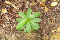 Passiflora laurifolia