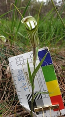 Pterostylis robusta