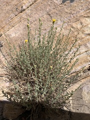 Heterotheca cinerascens