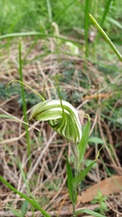 Pterostylis robusta
