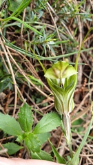 Pterostylis robusta