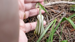 Pterostylis robusta