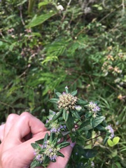 Spiracantha cornifolia