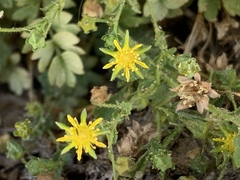 Ivesia jaegeri