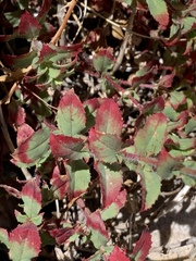 Epilobium canum garrettii