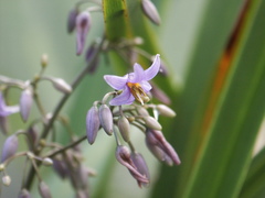 Dianella caerulea vannata