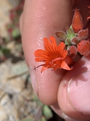 Epilobium canum garrettii