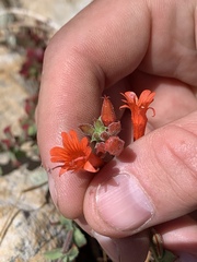 Epilobium canum garrettii