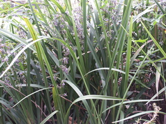 Dianella caerulea vannata