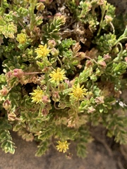 Ivesia jaegeri