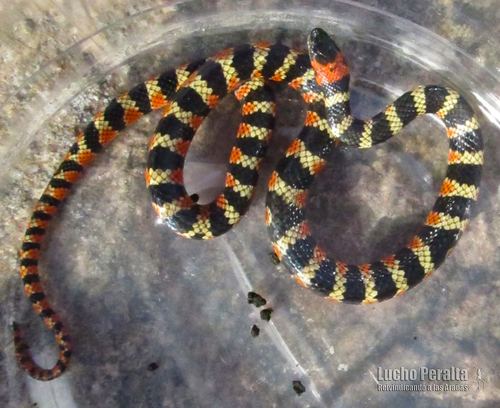 Photo of a Amazon False Coral Snake (Oxyrhopus rhombifer)