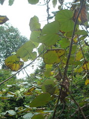 Actinidia chinensis