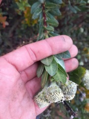 Verbesina baccharidea