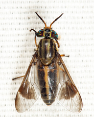 Chrysops univittatus